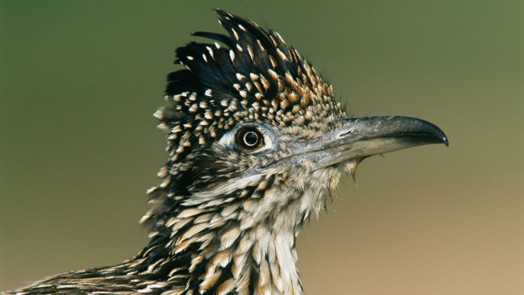 Valódi gyalogkakukk-prérifarkas hajszát videóztak