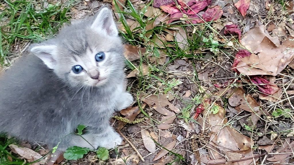 Az anyamacska elvezette a kiscicáihoz a nőt.