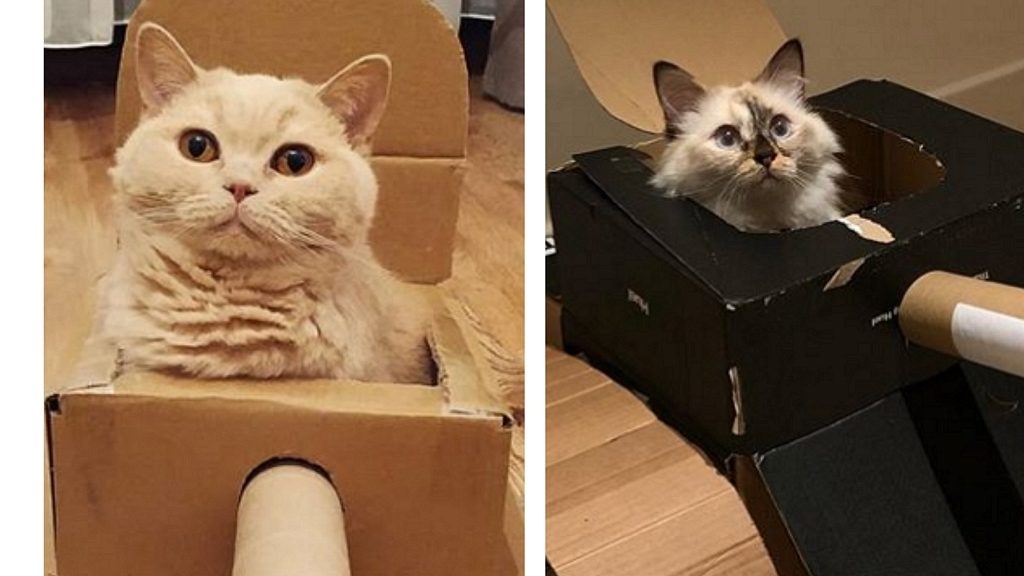 Új örület a cicatank a karanténban.