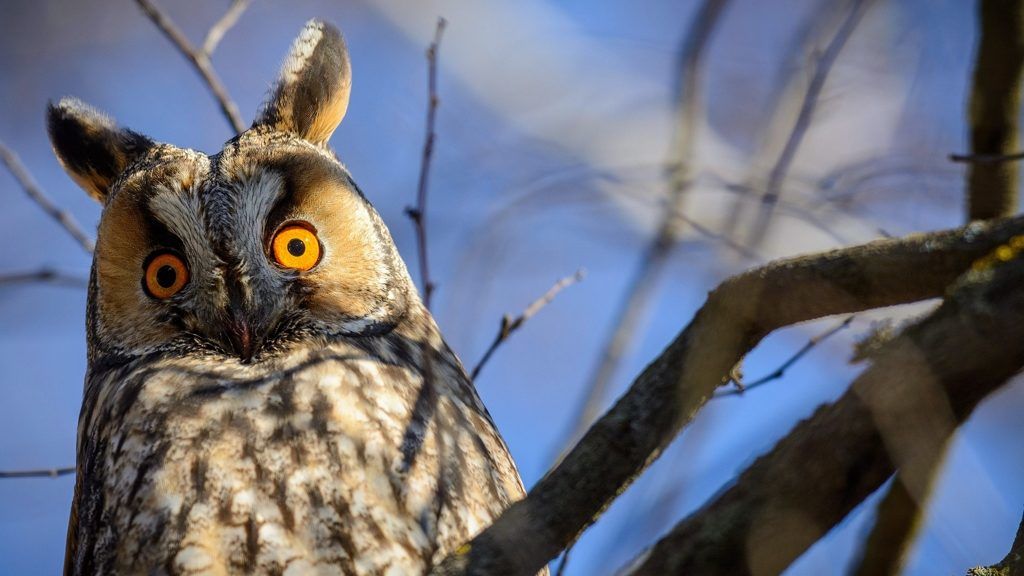 Gólyafészekbe költözött az erdei fülesbagoly család.