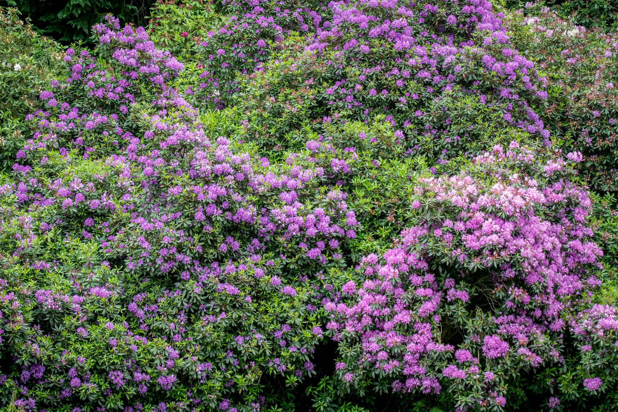 Rhododendron ferrugineum