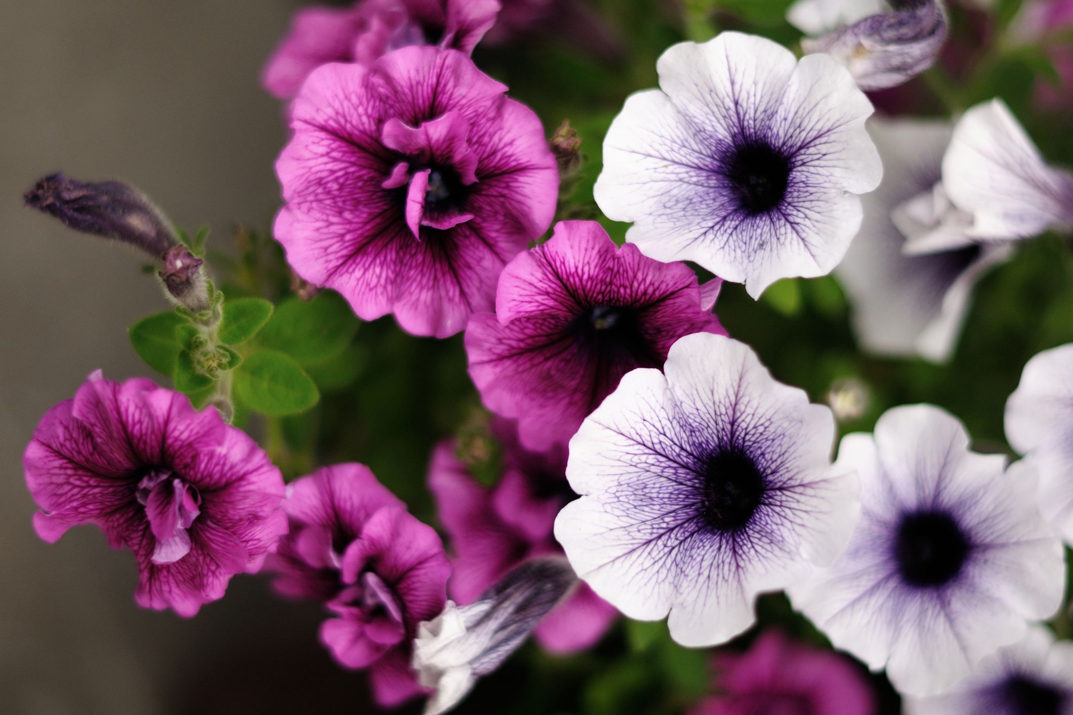 A lilás árnyalatok a legnépszerűbbek