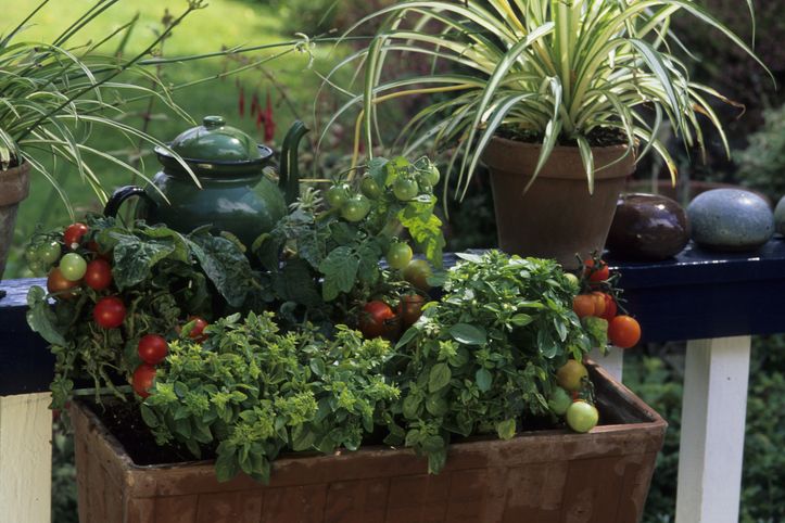 Virágládában is jól érzi magát