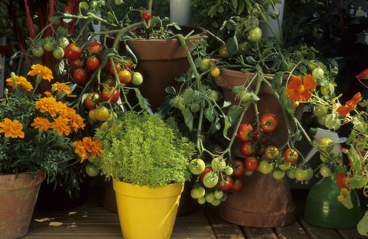 Tarthatod cserepekben