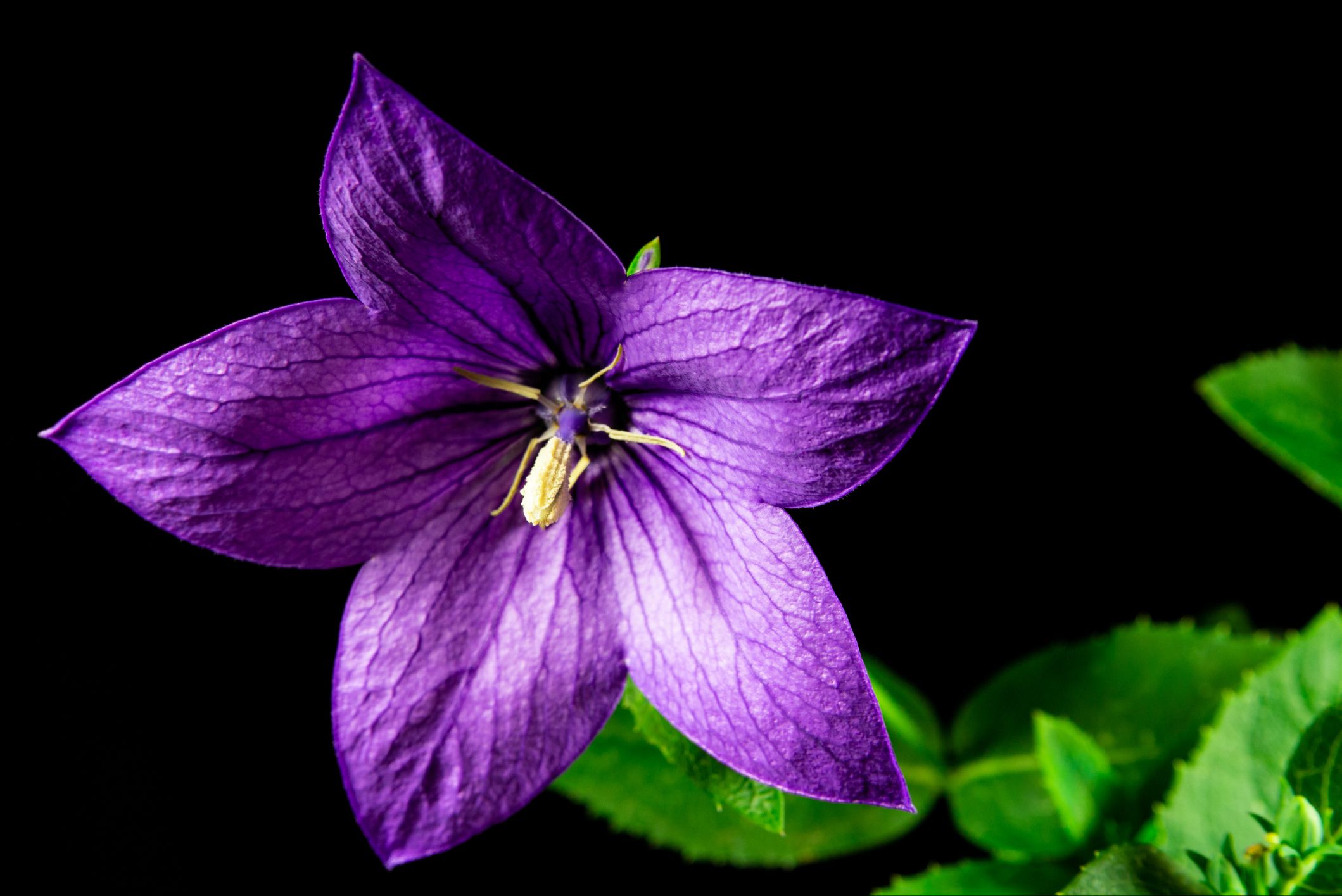 A liláskék mellett létezik teljesen lilában