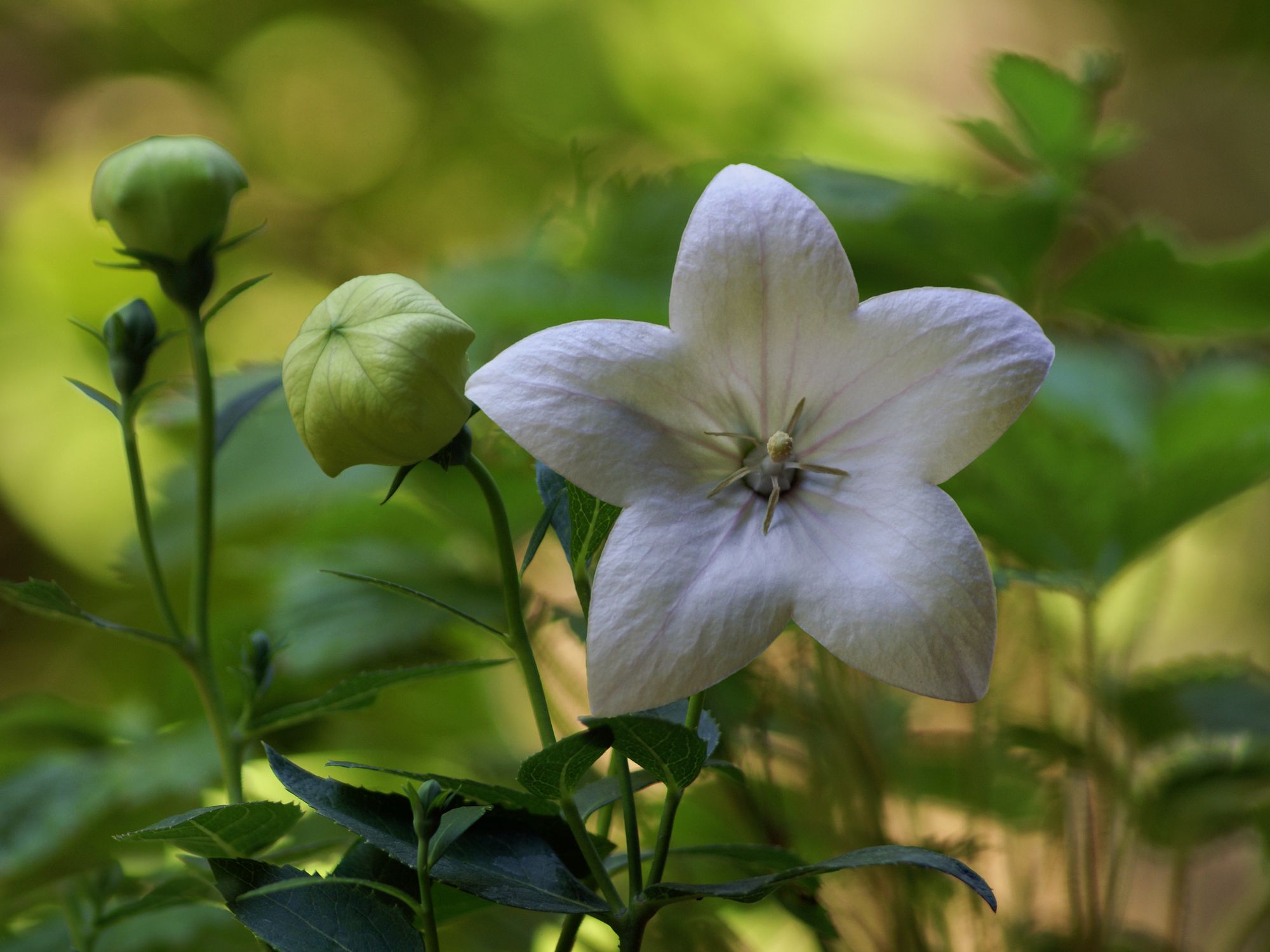 A kertbe is kiültetheted