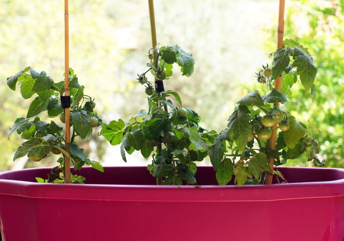 Érdemes kitámasztani a palántákat