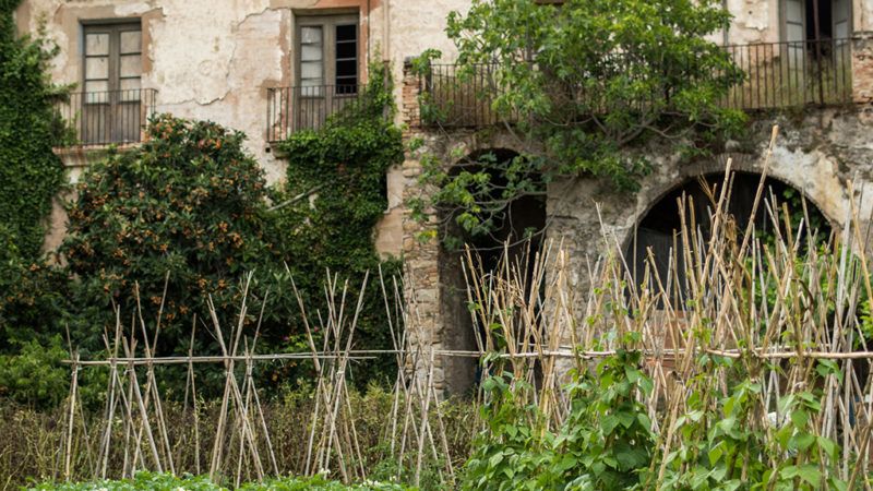 Futóbab az elhagyott ház előtt.