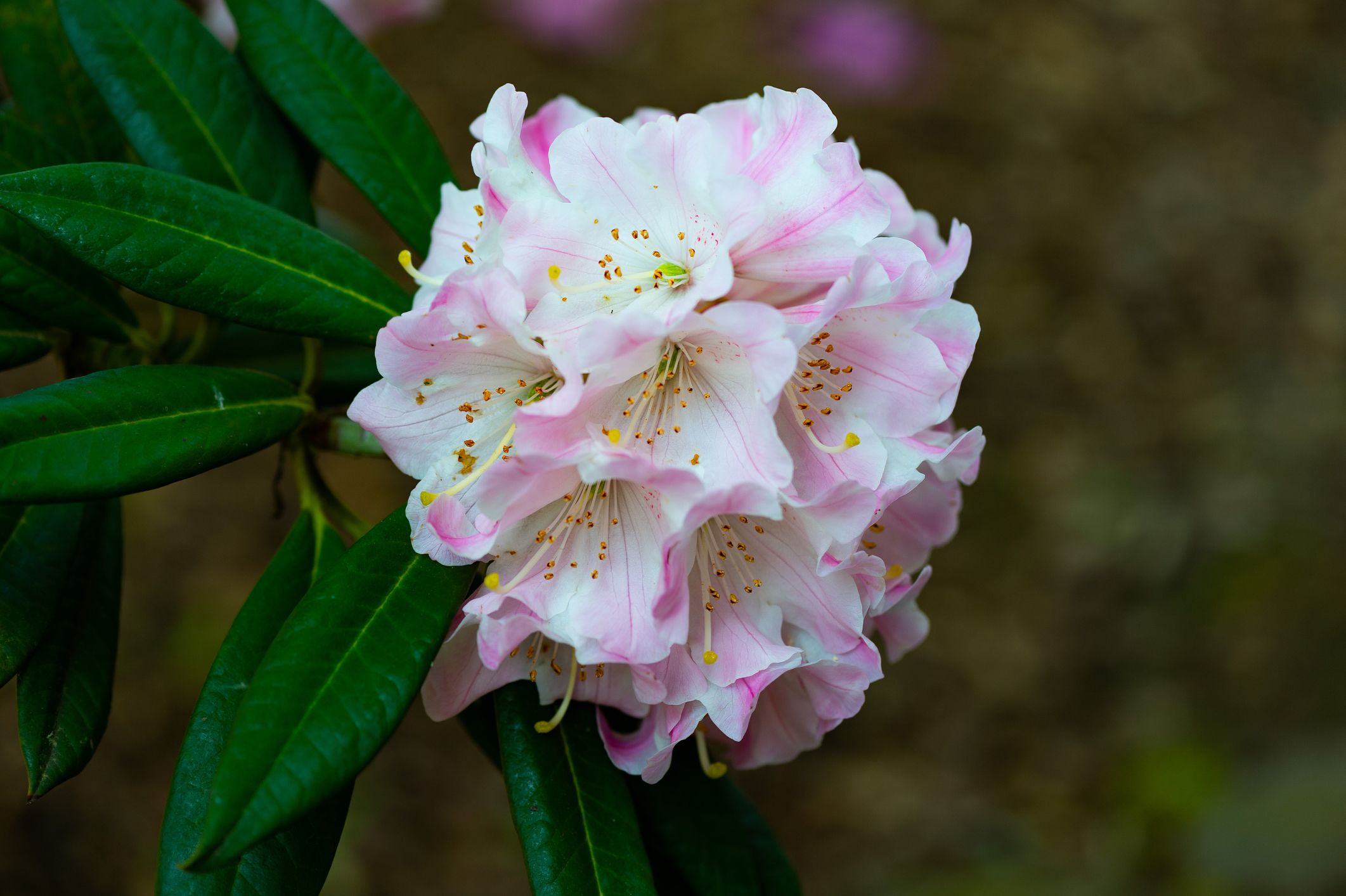 Havasszépe néven is ismert