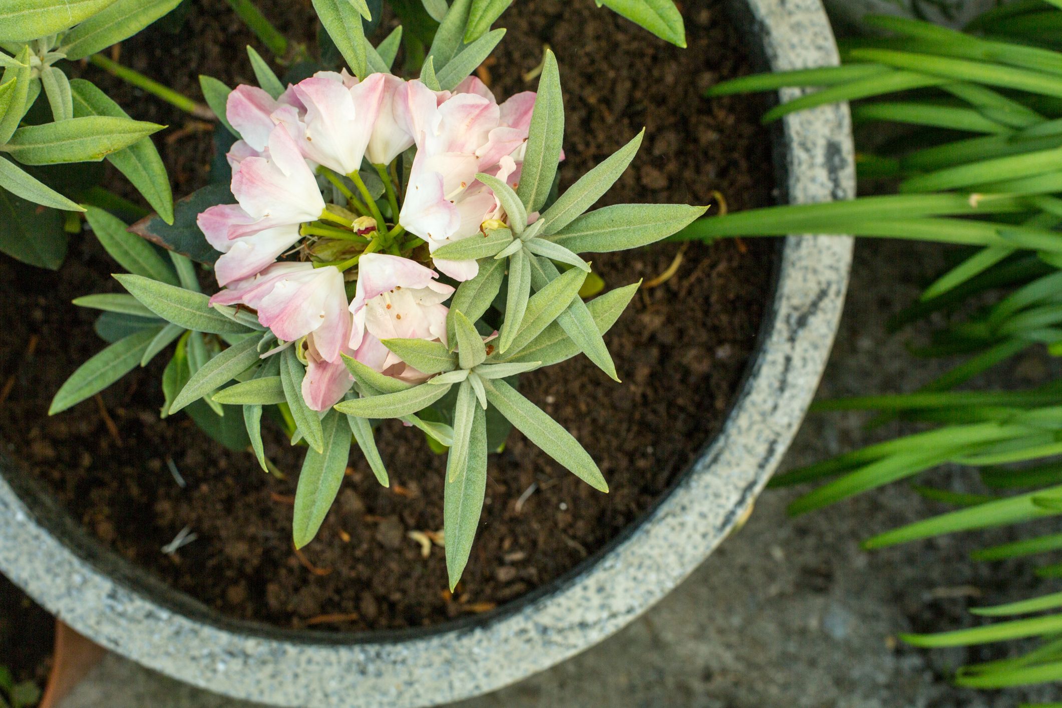 Cserépben is nevelheted