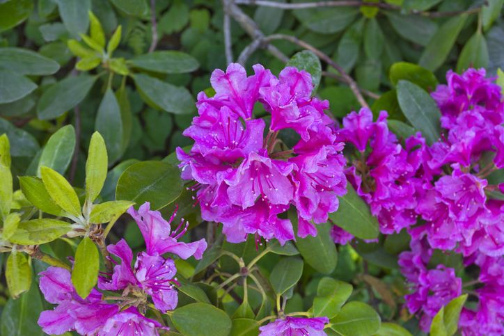 Lilás-rózsaszín virágú rododendron