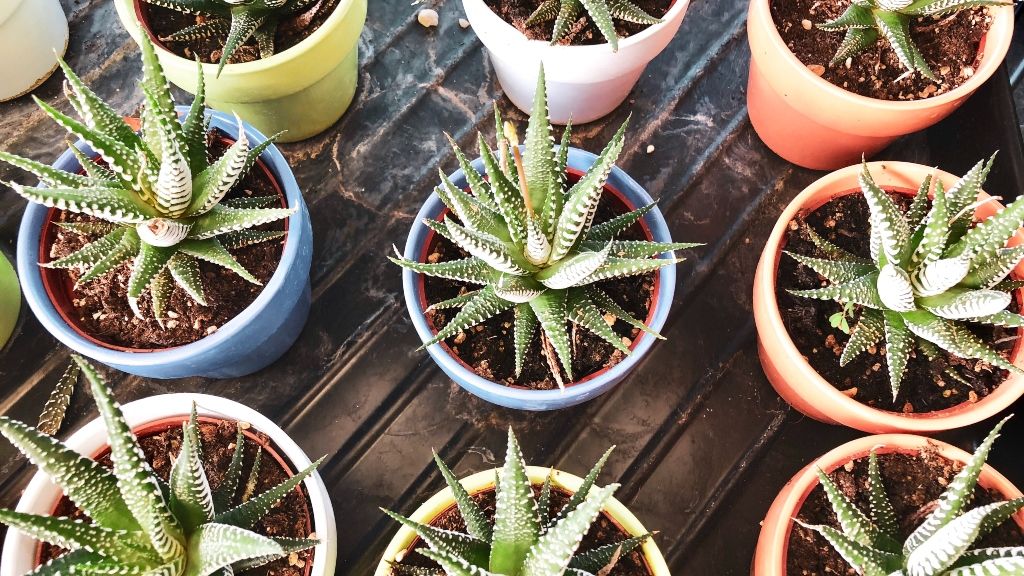 Ezek a szobanövények mérgezők lehetnek egy háziállatnak