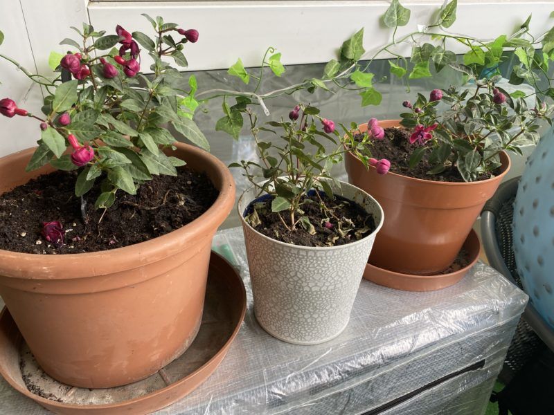 Fukszia szereti az árnyékos helyet