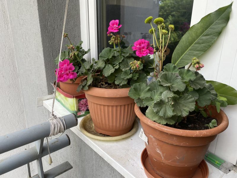 Muskátli az ablakban