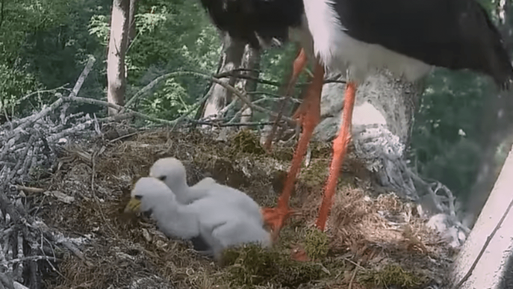 Már csak két fióka maradt a fészekben