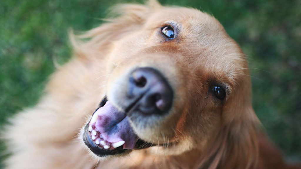 Szeparációs szorongás léphet fel háziállatainknál most, hogy lassan visszamegyünk dolgozni.