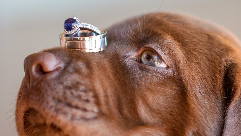 A kutyák vállalták a koszorús lányok szerepét az esküvőn.