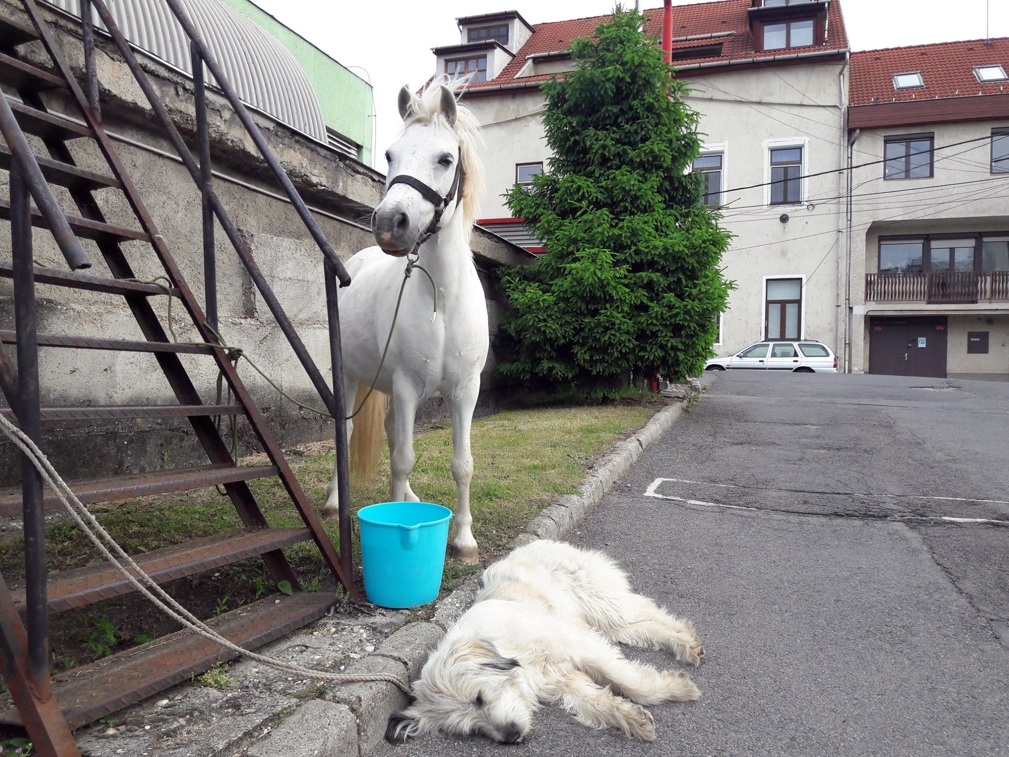 ló kutya tűzoltók