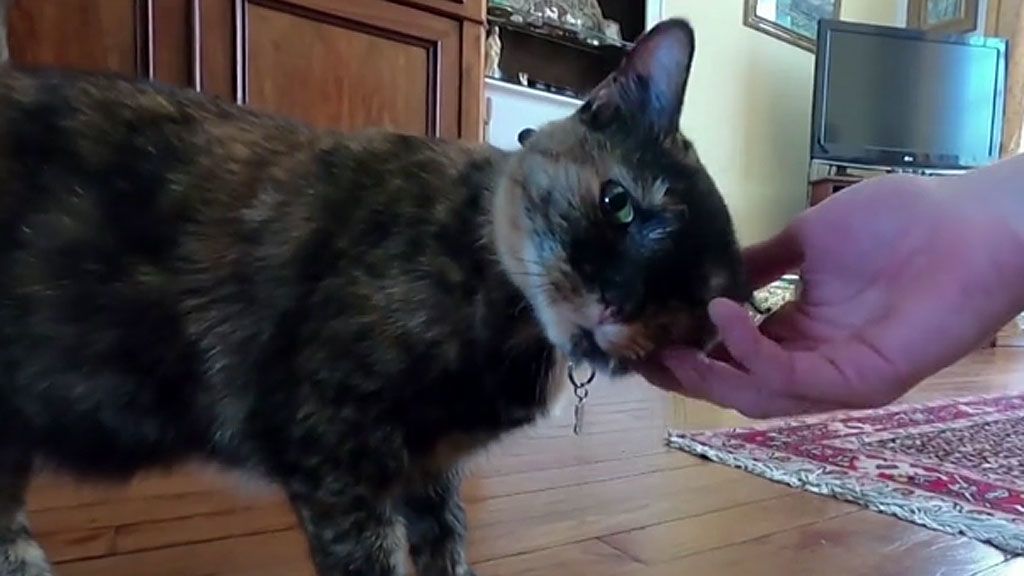 koronavírusos macska