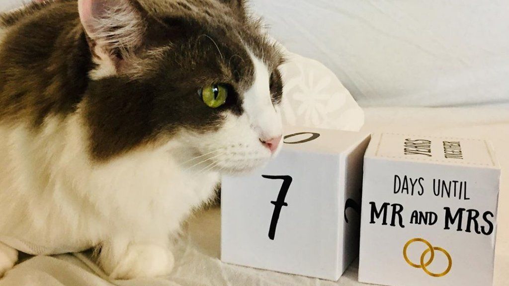 macska férfi házasság állatmenhely gyűjtés