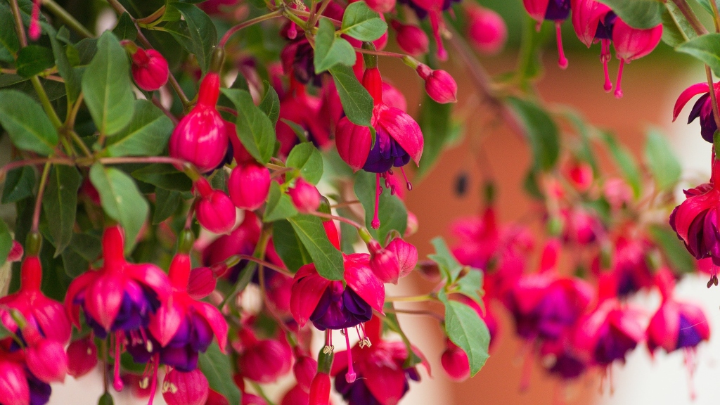 Mutatunk strapabíró növényeket a teraszodra