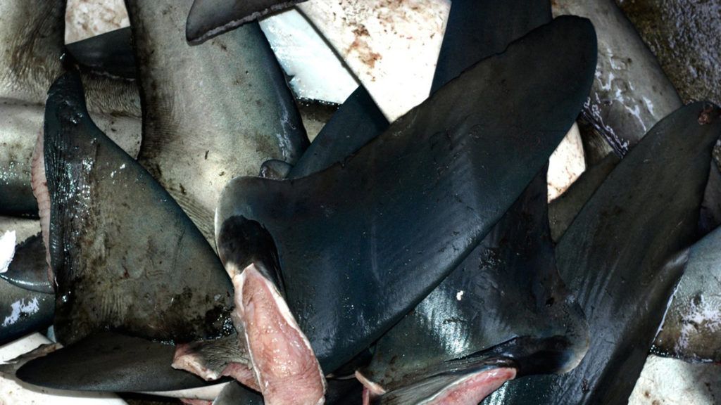 Több tonna illegális cápauszonyt foglaltak le