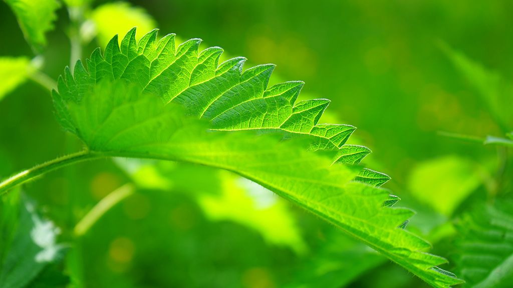 A csalán értékes gyógynövény.