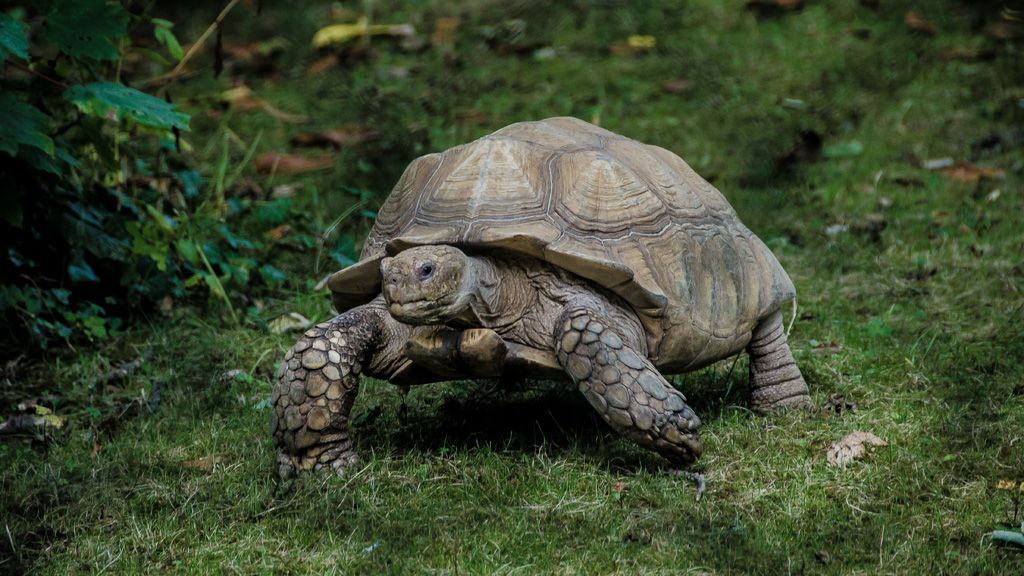 Szegény teknősnek nem volt jó napja.