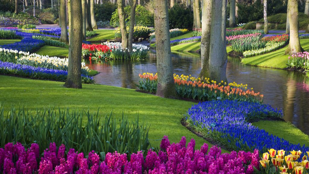 Tulipánok, amerre a szem ellát.