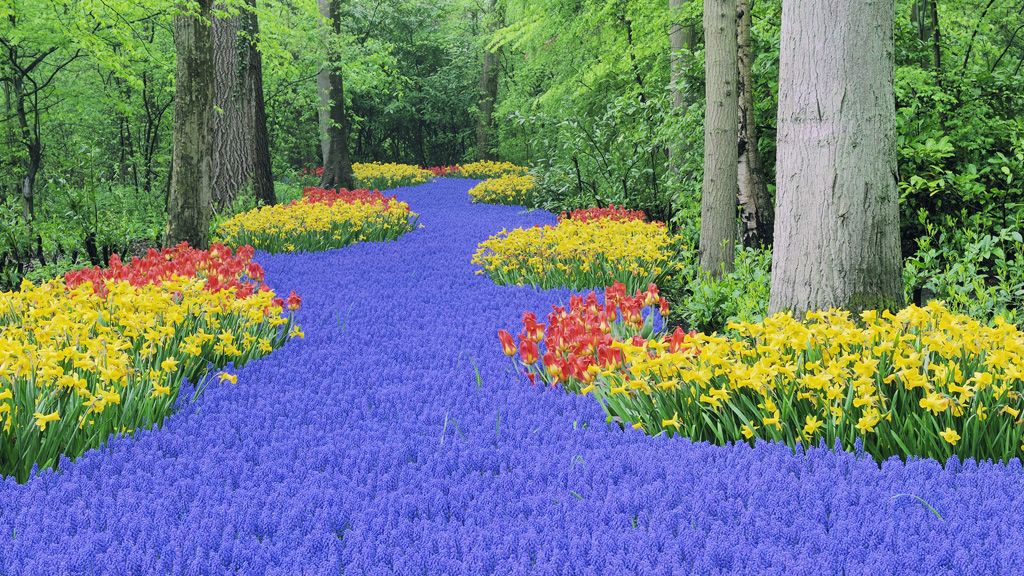 Tulipánok, amerre a szem ellát.