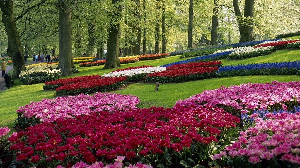 Tulipánok, amerre a szem ellát.