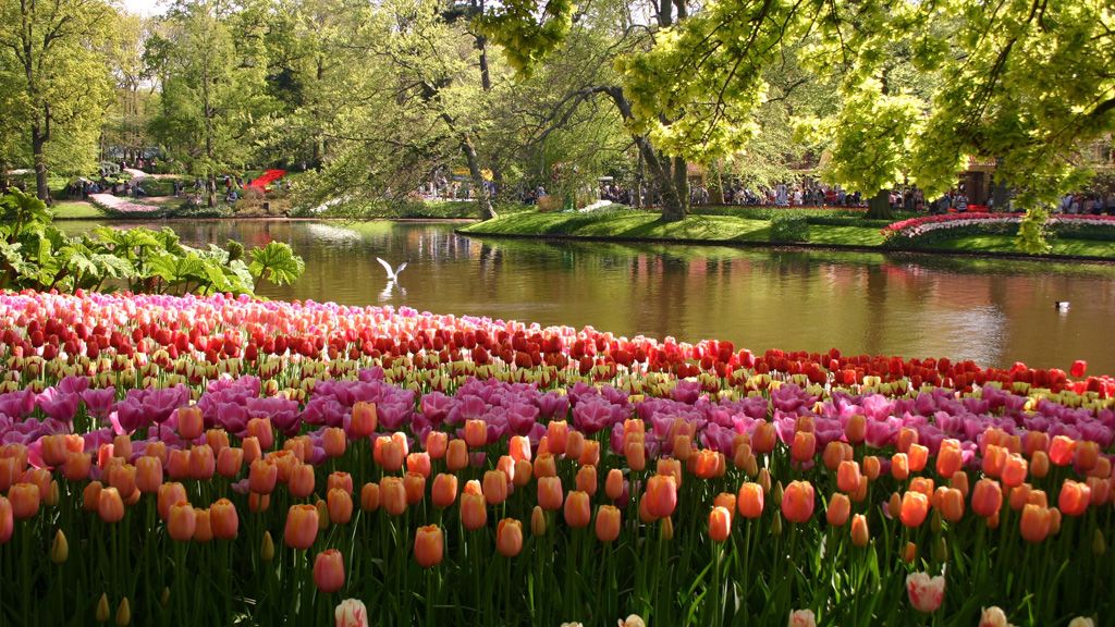 Tulipánok, amerre a szem ellát.