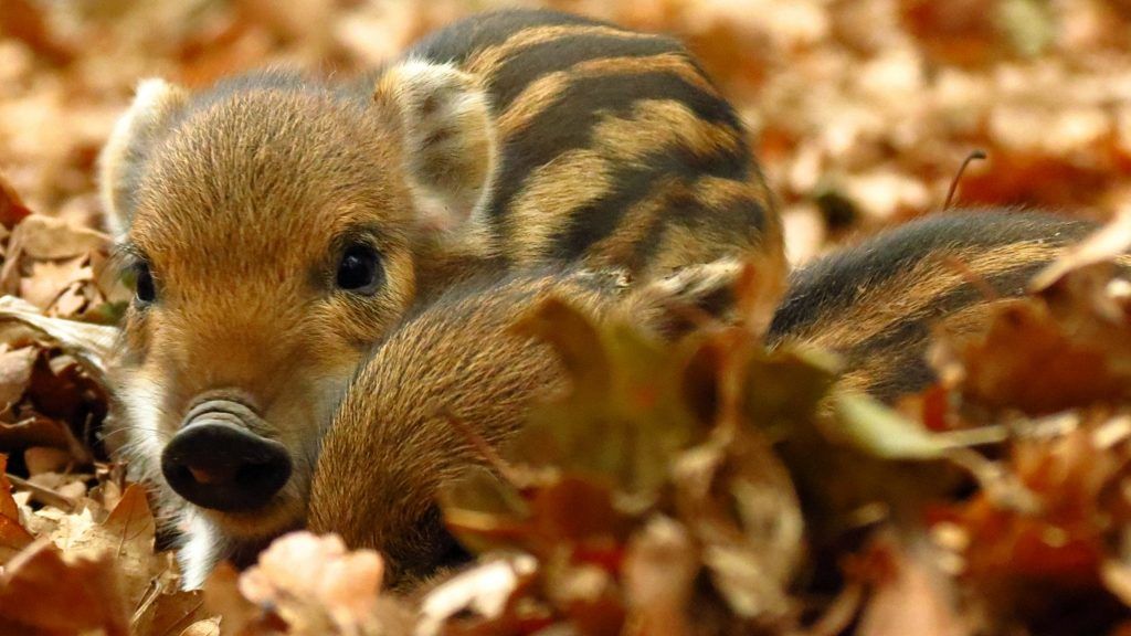 Cuki vadmalac kölykök futottak a gemenci erdőben.
