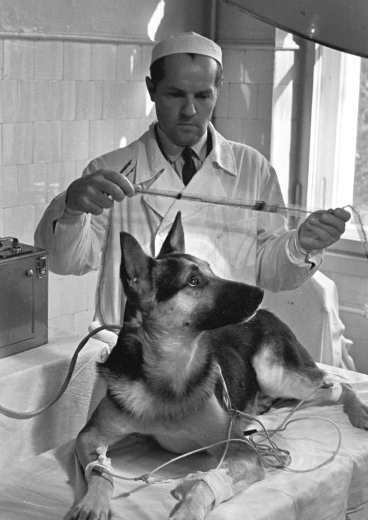 Élő kétfejű kutyák kerültek ki a szovjet laborból