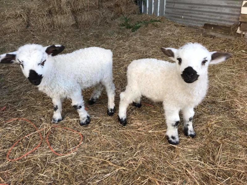 Wallisi feketeorrú juhok