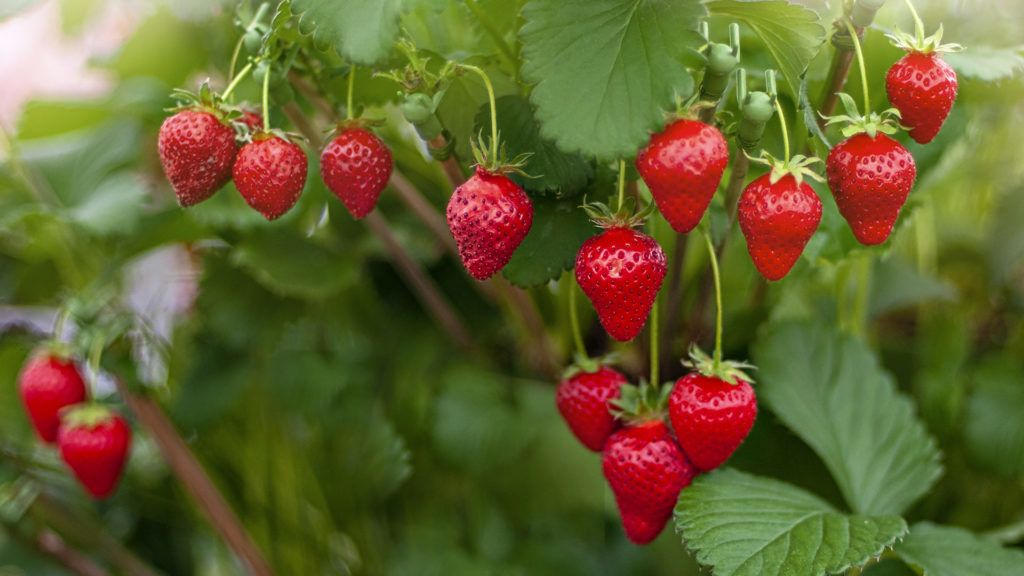 Diétás epres túrókrém mandulával