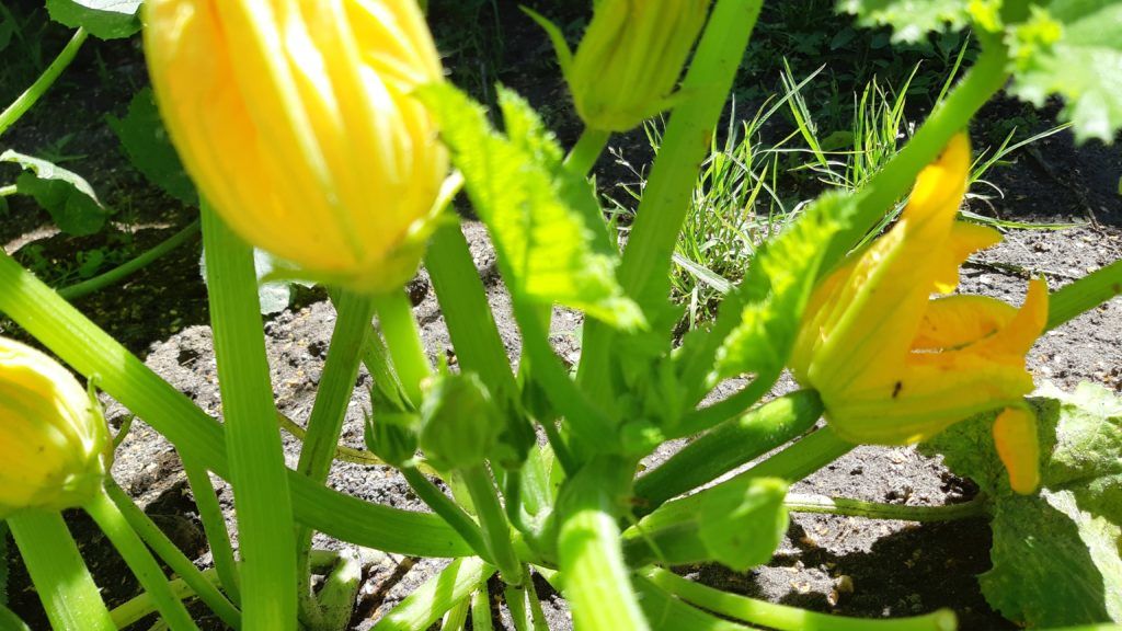 Hímivarú és nőivarú cukkinivirág