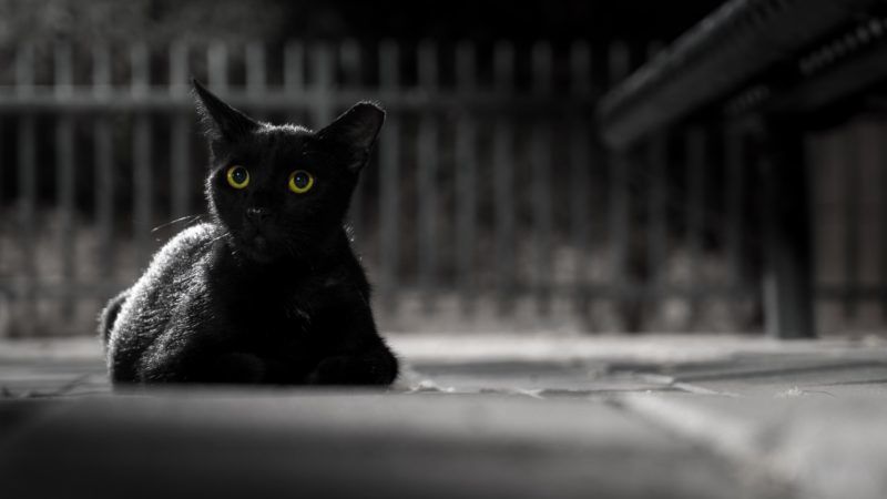 Fekete macska