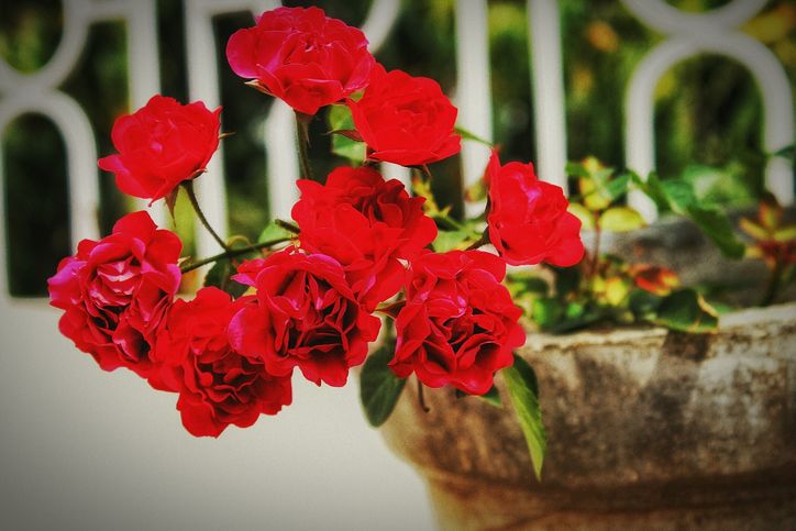 A lényeg, hogy megfelelő fajtát válassz