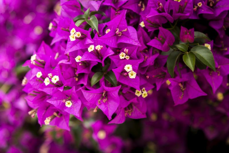 Bougainvillea 