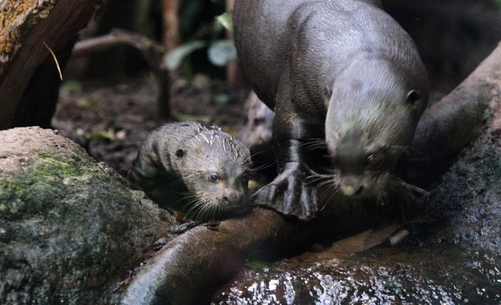 Óriásvidra kölyök