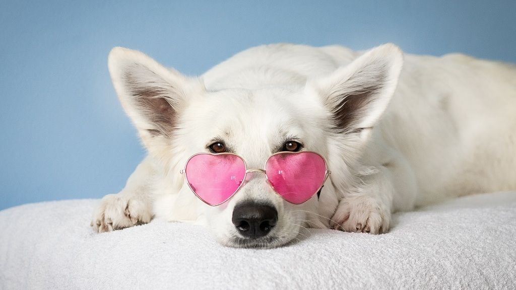 Kutya - Fotó: Pexels