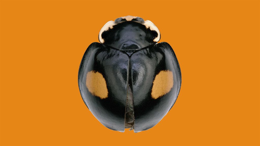 Az otthoni karanténban fedeztek fel új rovarfajokat