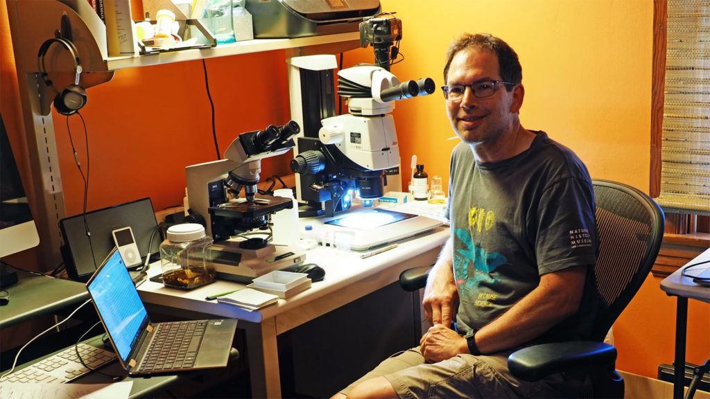 Home office-ban fedeztek fel 9 új rovarfajt