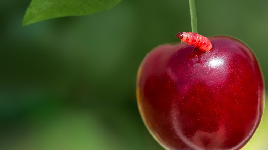Helló Waldemár! A cseresznyelégy a cseresznyevirágba rakja a petéjét, ami a cseresznyében kel ki. (Fotó: Getty Images)