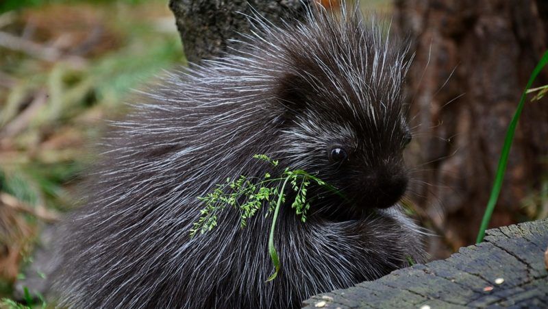 A legifjabb kúszósül 