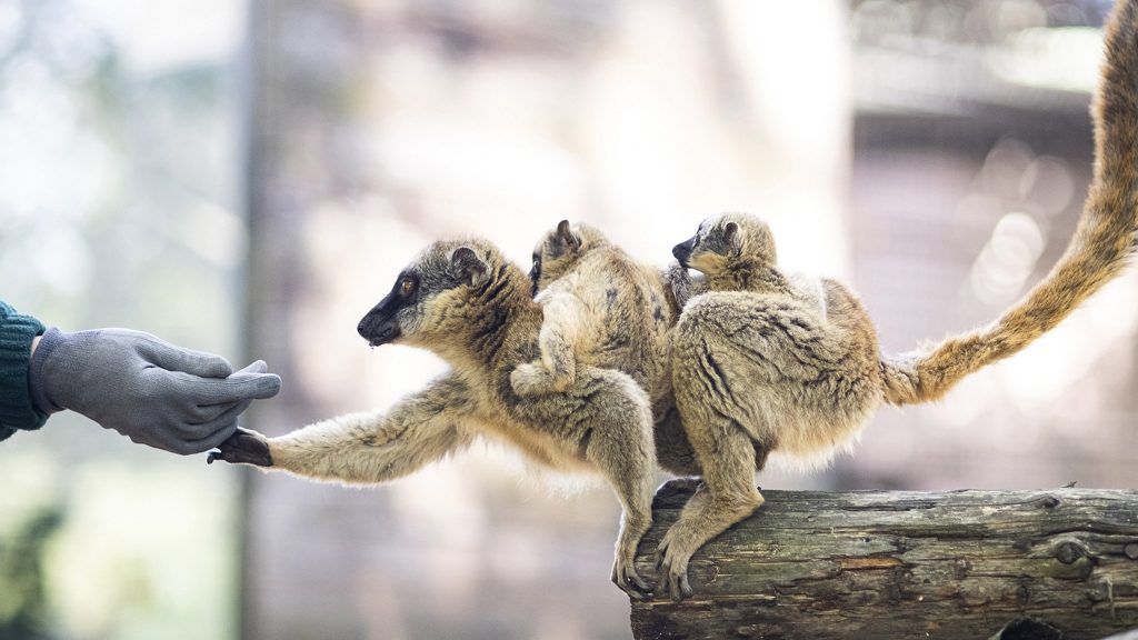 Makiikrek születtek Nyíregyházán.