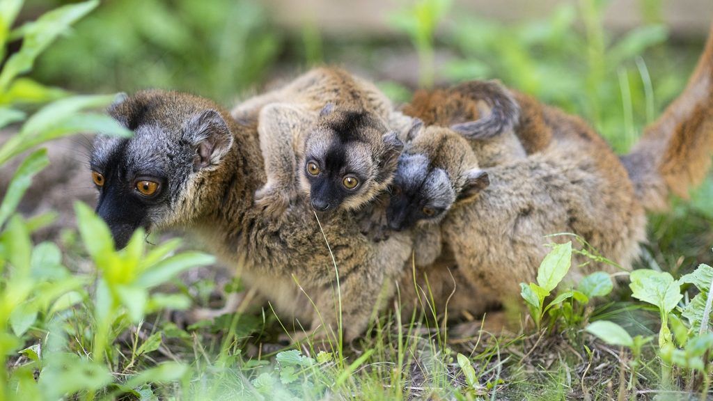 Makiikrek születtek Nyíregyházán.