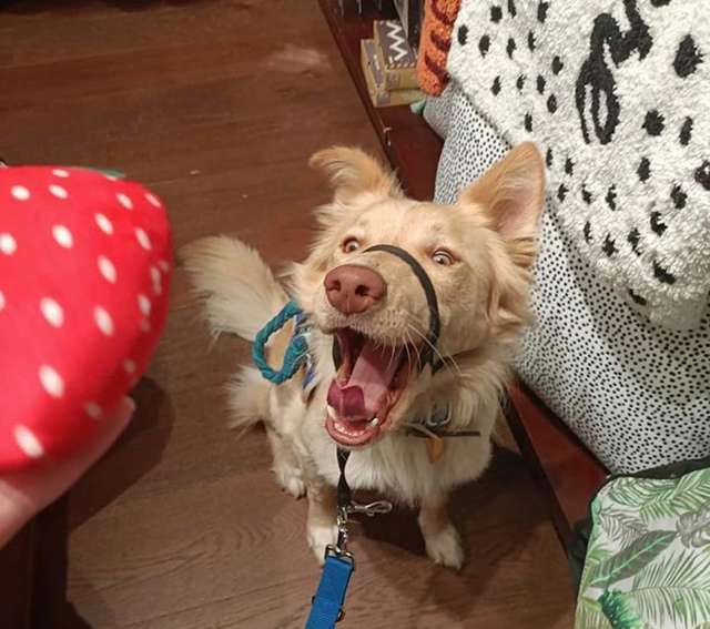 Így örül a cuki kutya az új játékának