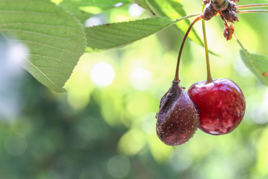 moníliás cseresznye